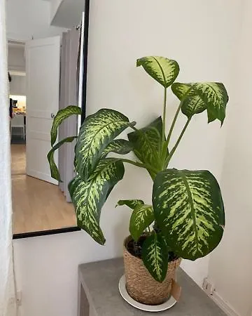 Faites De Beaux Reves Angers