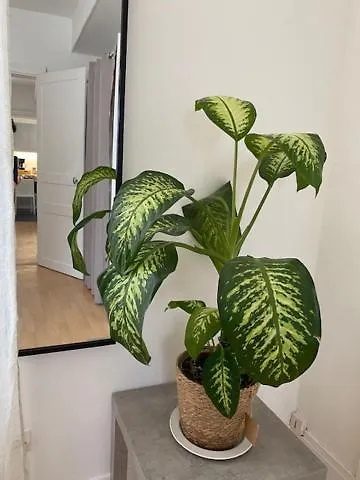 Faites De Beaux Rêves Angers